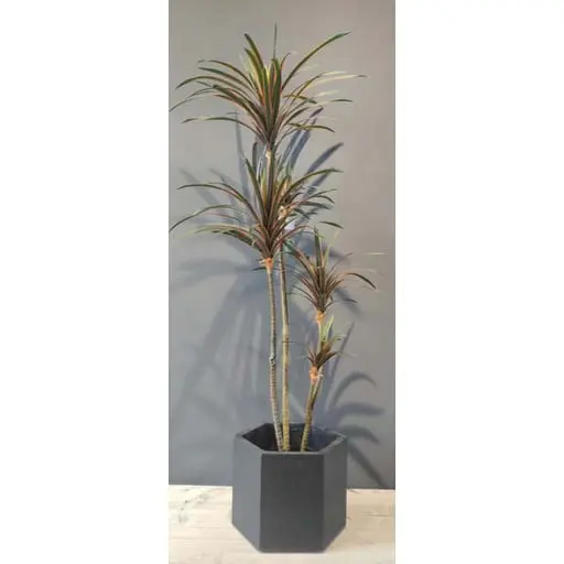 FA 130cm DRACAENA RED