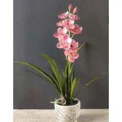 FA 61cm CYMBIDIUM ORCHID R