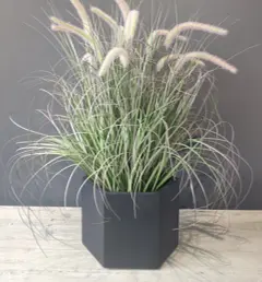 [FAPEN] FOUR 61cm PENNISETUM