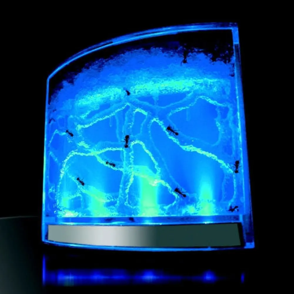 LED-lit aquarium for ants