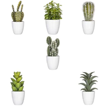 Plante cactus Nori