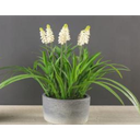 FA 35cm JACINTHES JAUNE
